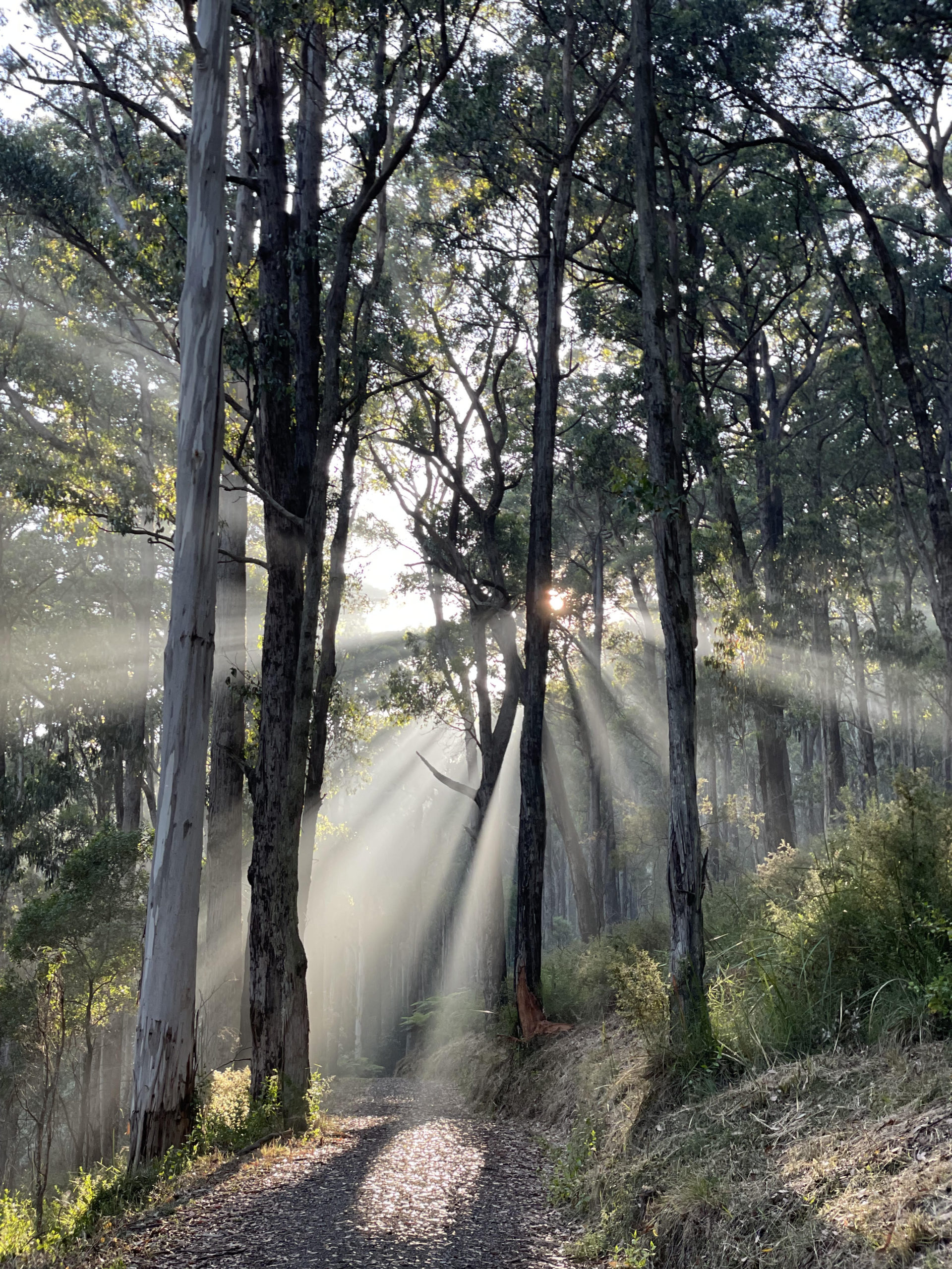 Reveries of a solitary walker